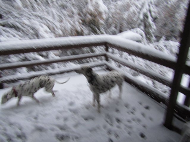 dogs in the snow